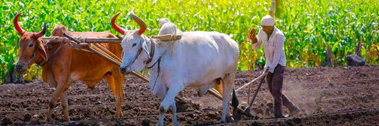 Organic farming- the need of the hour ghee