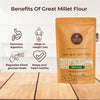 Great Millet ( Jonna, Jowar )