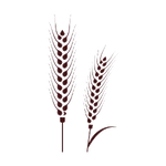 Traditionally-grown Millets